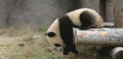 大熊猫繁殖率为什么这么低呢，熊猫的繁殖异常艰难的原因