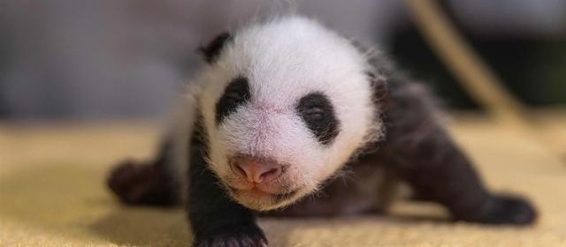 大熊猫繁殖率为什么这么低呢，熊猫的繁殖异常艰难的原因