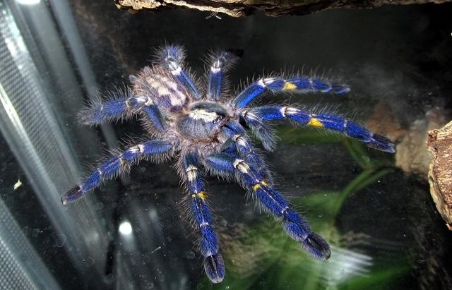 什么品种的蜘蛛有毒呀，盘点10种毒性最强的蜘蛛及图片