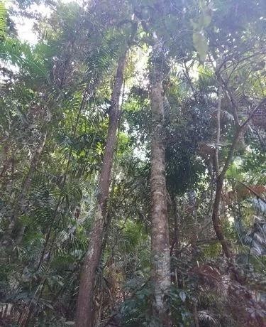 热带雨林的植物有哪些，热带雨林植物高清大图