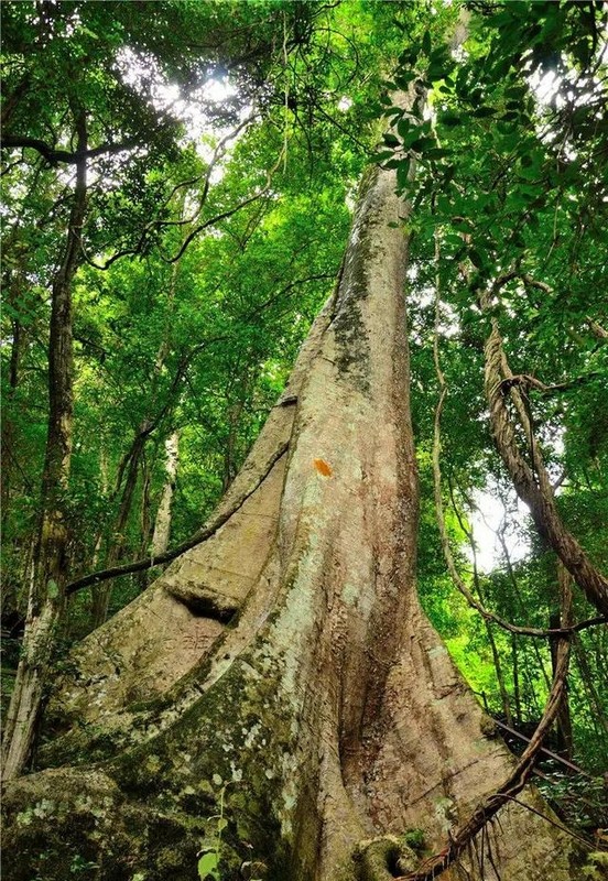 热带雨林的植物有哪些，热带雨林植物高清大图