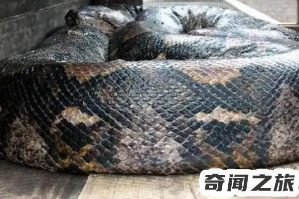 辽宁蟒蛇被挖事件,长达14米的大蛇