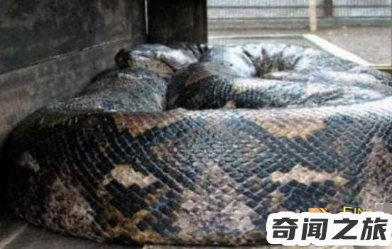 十大传说巨蛇介绍,生存在5800万年前泰坦蟒体长达到10米以上体重1吨以上