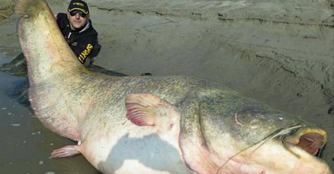 波兰渔民捕获巨型鲇鱼,腹内发现二战德国党卫军军官遗骸