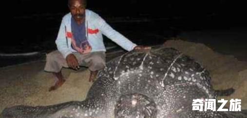 世界上最大千年老龟,长达2.6米重达916公斤因误食塑料而亡