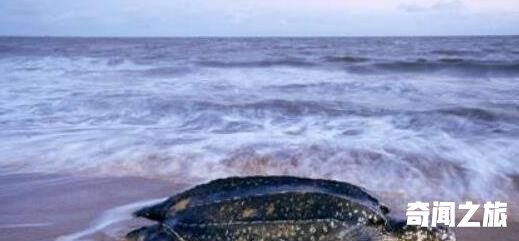 世界上最大千年老龟,长达2.6米重达916公斤因误食塑料而亡