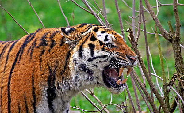 世界上最大的老虎,西伯利亚虎体重为384千克