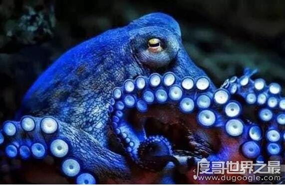 其实除了章鱼等动物外,世界上还存在一种蓝种人,他们的血液也是蓝色的