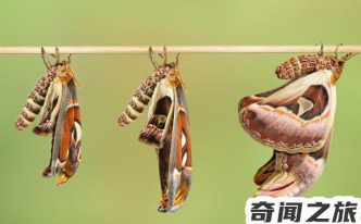 乌桕大蚕蛾有多大 详解：公认的全球最巨大的蛾翅膀展开后长达180-210毫米
