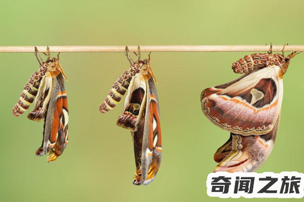 乌桕大蚕蛾有多大,公认的全球最巨大的蛾翅膀展开后长达180-210毫米