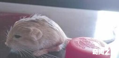 世界最小跳鼠,三趾心颅跳鼠只有瓶盖大小