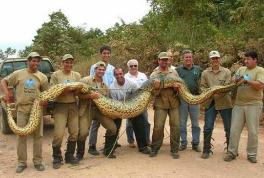 世界上最大的蛇,亚马逊森蚺最长可达10米以上重达225公斤以上