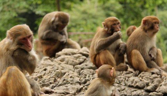 美国猴子2022事件真相,法令禁止老师提低等动物所进化
