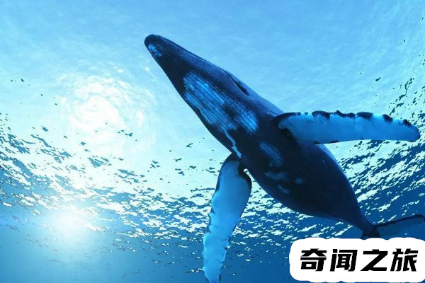 世界上最恐怖的鲸鱼,蓝鲸体重与二十五头非洲象的体重相当