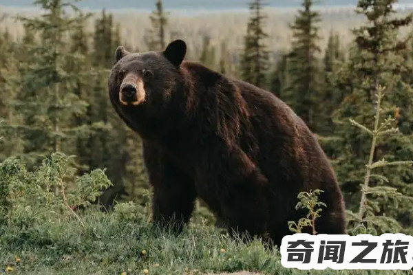 熊的天敌是什么动物,熊的天敌是什么