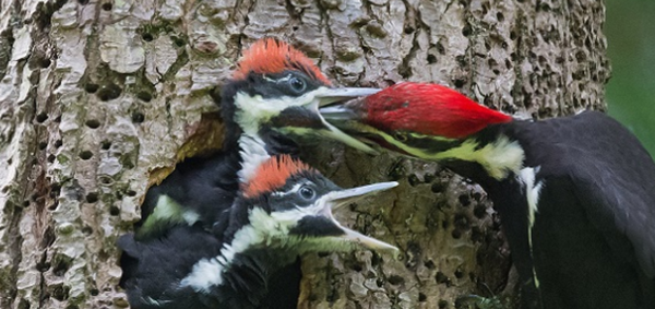 啄木鸟特点和本领,具有非凡的身体韧性和爬树能力
