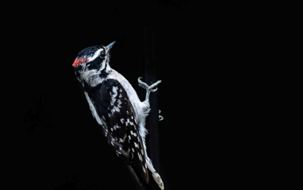 啄木鸟特点和本领,具有非凡的身体韧性和爬树能力