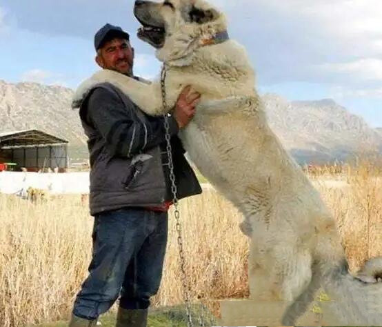 世界上最大的狗狗排名,土耳其巨型犬的坎高