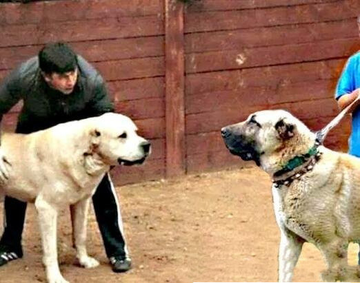 世界上最大的狗狗排名,土耳其巨型犬的坎高