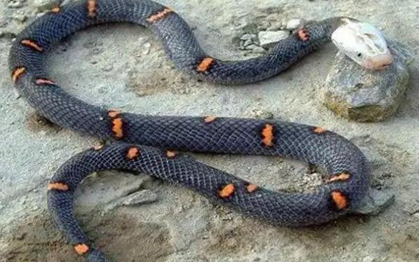 最珍稀的五种蛇类,五种最少见的蛇