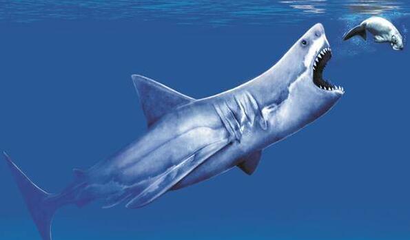 已灭绝的十大鲨鱼,巨齿鲨体长为14米重可达40吨