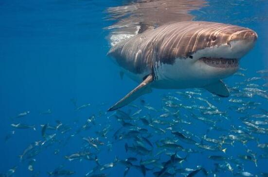 已灭绝鲨鱼图片