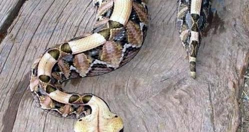 世界上毒牙最长的蛇,加蓬咝蝰长达5厘米毒性极强蛇类动物
