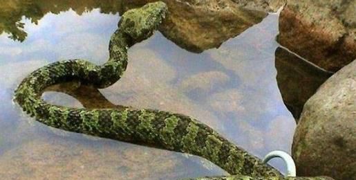 世界上毒牙最长的蛇,加蓬咝蝰长达5厘米毒性极强蛇类动物