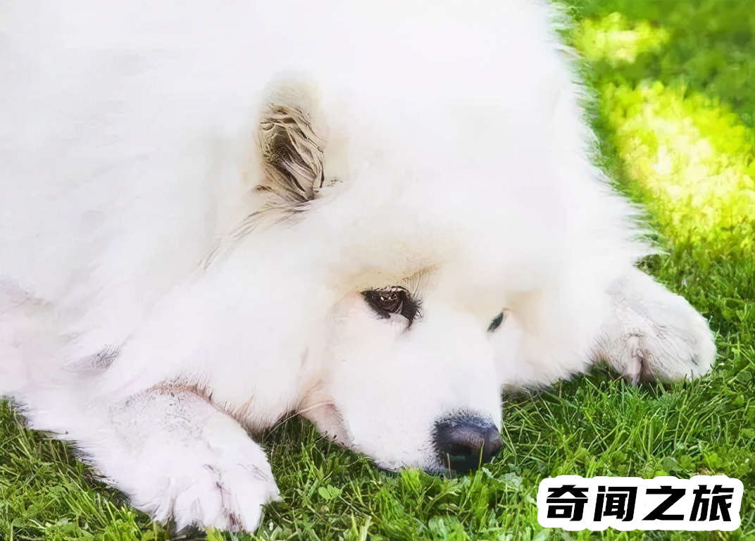 萨摩耶犬多少钱一只价格表,平均价格在1千5~4千元左右