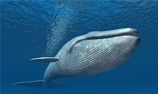 十大变异鲨鱼,蓝鲸体重量可达160吨的重量