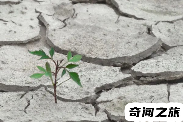 中国历史上最严重的旱灾,几乎造成庄稼绝收的情况