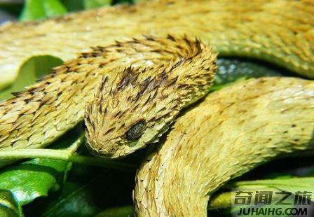 世界上最奇怪的十种蛇,形状怪异的蛇都有哪些