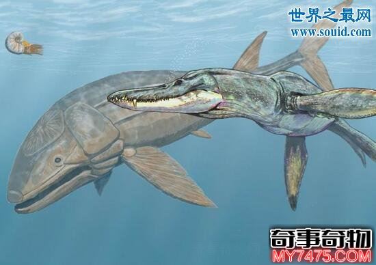 海底巨兽滑齿龙,化石牙齿割伤人手