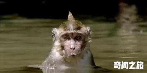 民间怪谈水猴子真相,水猴子真的存在吗看完你就明白了