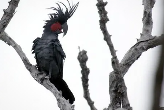 哪种鹦鹉长得最丑,棕榈凤头鹦鹉生活习性