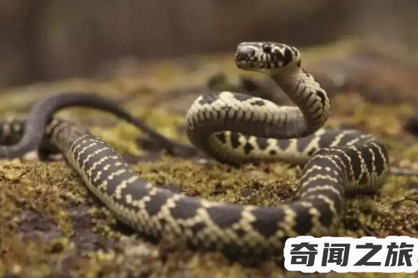 中国八三年蛇灾,目睹过成千上万条蛇在水中翻涌