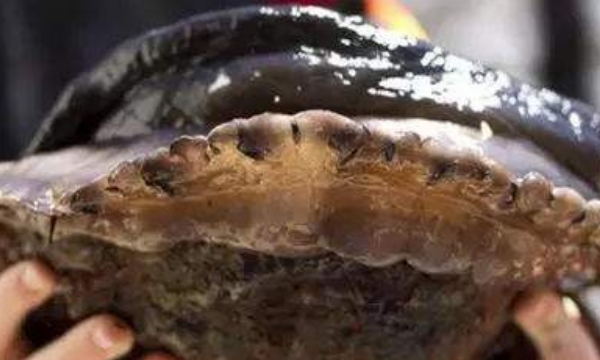 世界上最贵的鲍鱼,清酒冻半头鲍的菜就着10万2400元