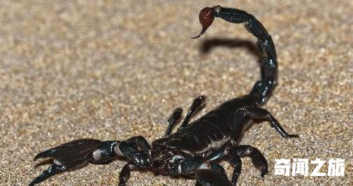 世界上最大的蝎子,非洲帝王蝎最大者达20厘米