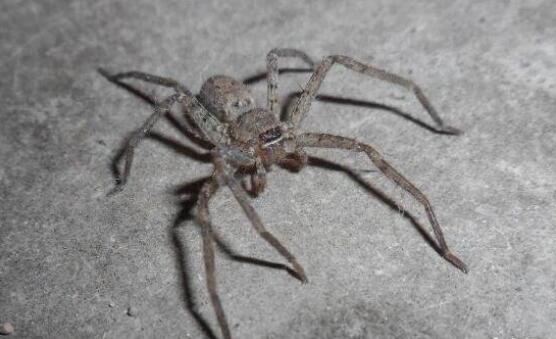 世界上腿最长的蜘蛛,蜢蜘张开爪子时有38厘米宽