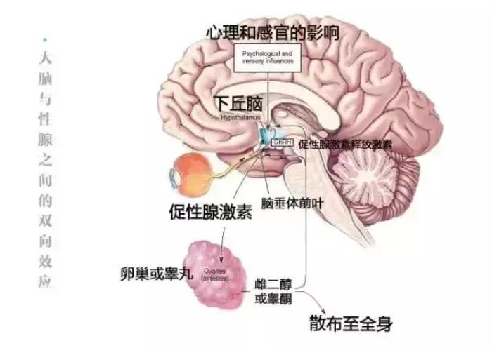 男生有了女朋友不得不说的秘密,男的为啥想睡女朋友