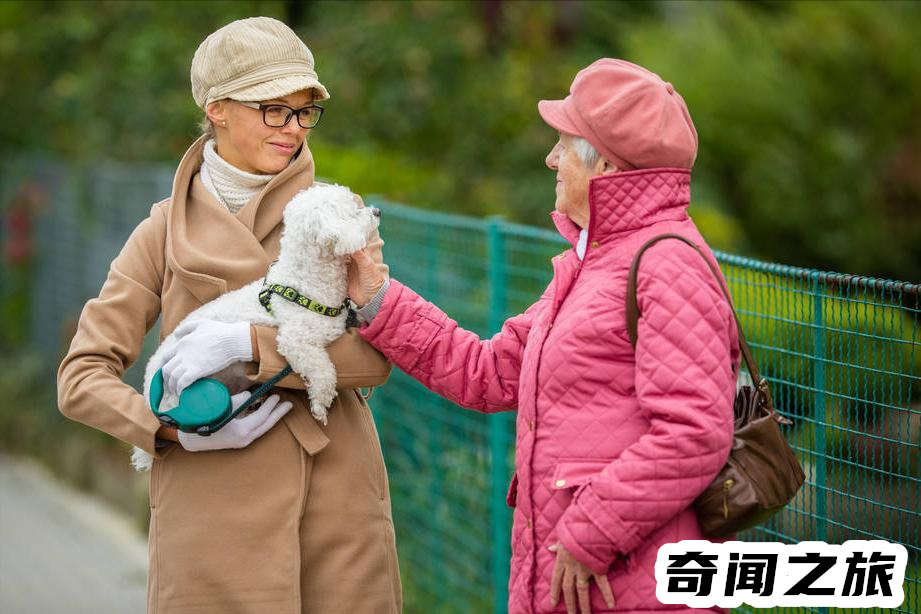 比熊犬一只大概多少钱才标准,比熊犬最便宜多少钱一只幼犬