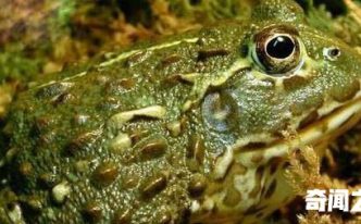 世界上最具有攻击性的青蛙 重要：非洲牛箱头蛙