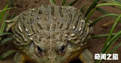 世界上最具有攻击性的青蛙,非洲牛箱头蛙