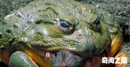 世界上最具有攻击性的青蛙,非洲牛箱头蛙