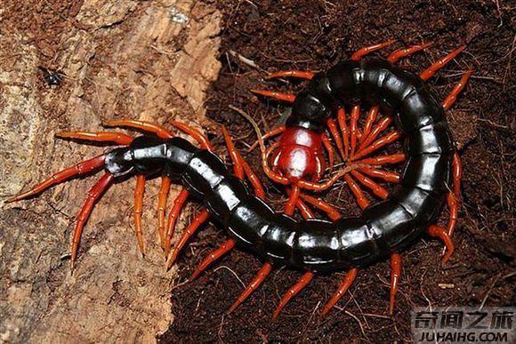 世界十大最毒的蜈蚣,加拉帕格斯巨人蜈蚣不去医院就医甚至有生命危险