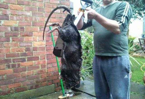 切尔诺贝利的食人巨鼠是真的吗,身体长度足足有50多厘米