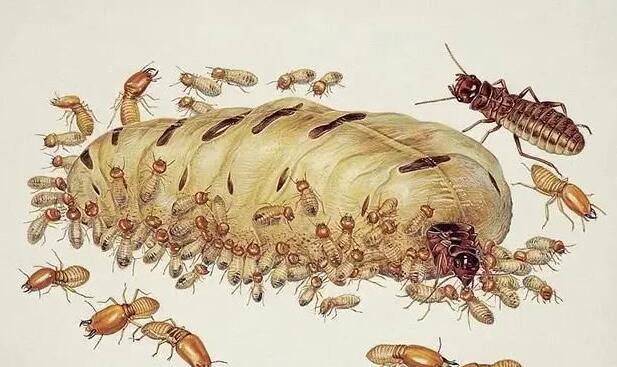 蚁群中的蚁后是如何诞生的,蚁群怎么选出蚁后