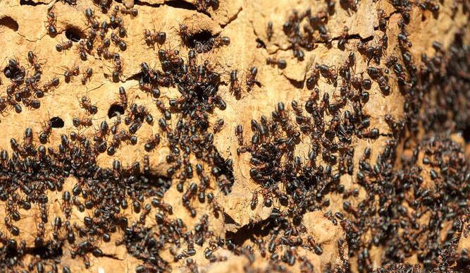 蚁群中的蚁后是如何诞生的,蚁群怎么选出蚁后
