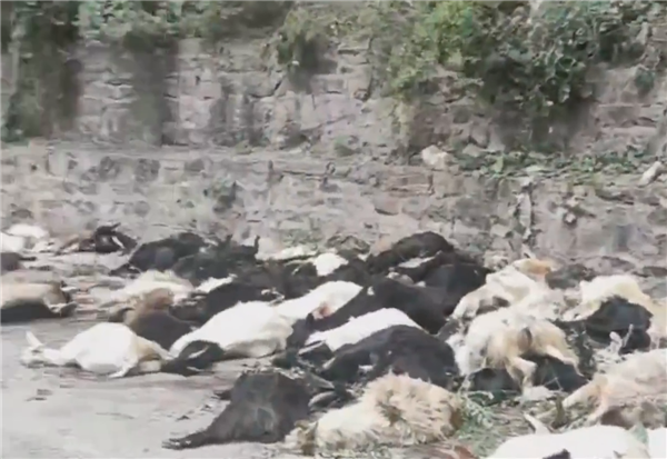 河南辉县近百只山羊接连跳崖坠亡,头羊受惊引起羊群跟随头羊跳崖