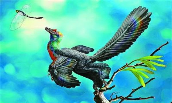 巨嵴彩虹龙,飞羽具有很强大的能力个体头部的颜色会非常的丰富